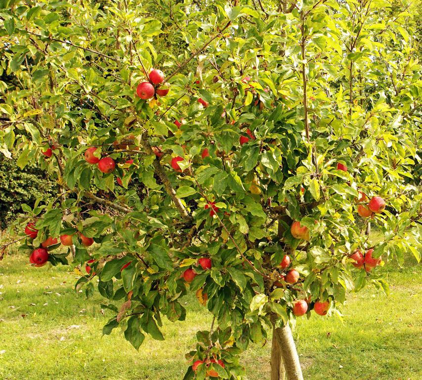 Bed and Breakfast Orchard Grove Bagenalstown Exterior foto